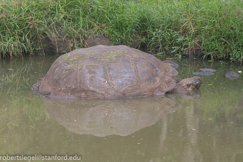 galapagos